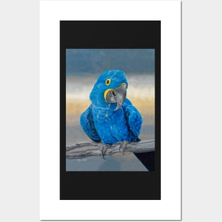 Hyacinth Macaw Posters and Art